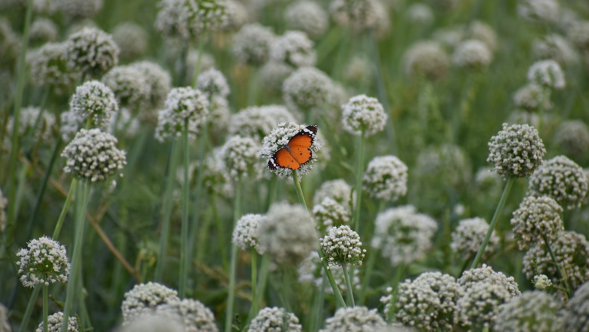How to Create a Butterfly Garden: A Heaven for Fluttering Beauties